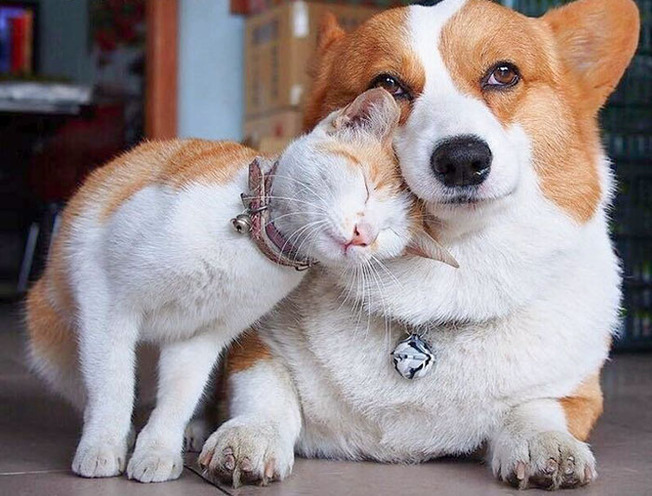 cute-similar-animals-214-6124d90bb9218__700