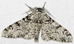 ダウンロード (4)