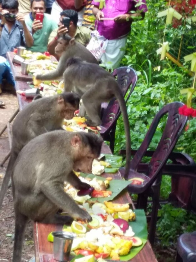 Feast_for_Monkeys-636a0f8ac075c__700