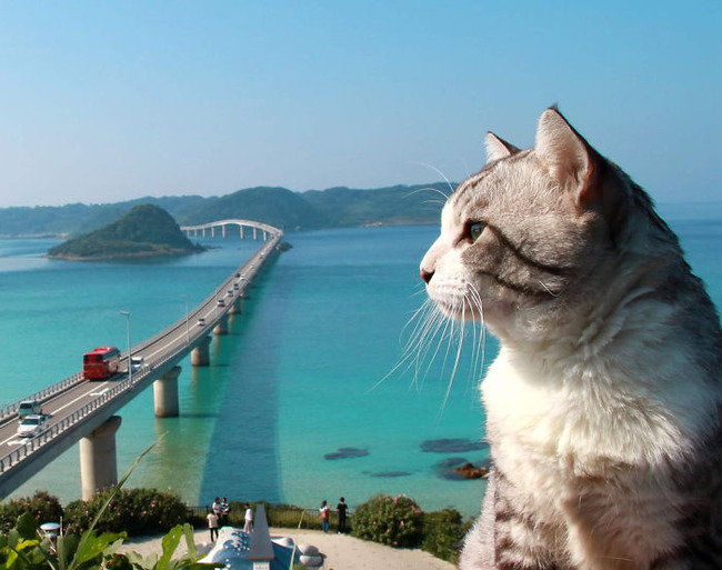 photogenic-cat-noraneko-nyankichi-japan-15-5acdb868cc2d9__700