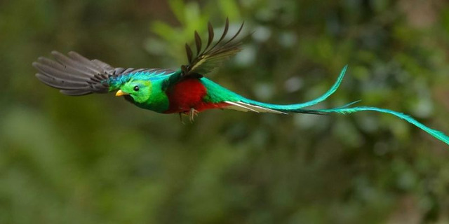 Las-cinco-especies-de-quetzal-qu
