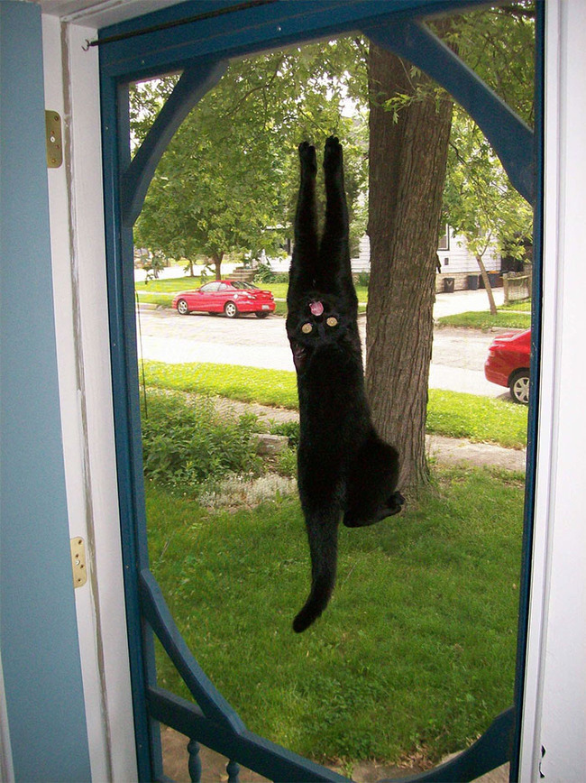 funny-pics-cats-with-powerful-auras-11-62a5ba6ded785__700