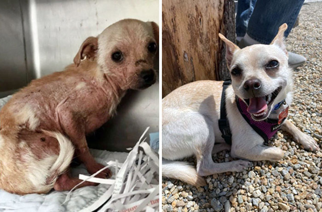 rescue-dogs-before-after-pics-5-6422954fbd393__700