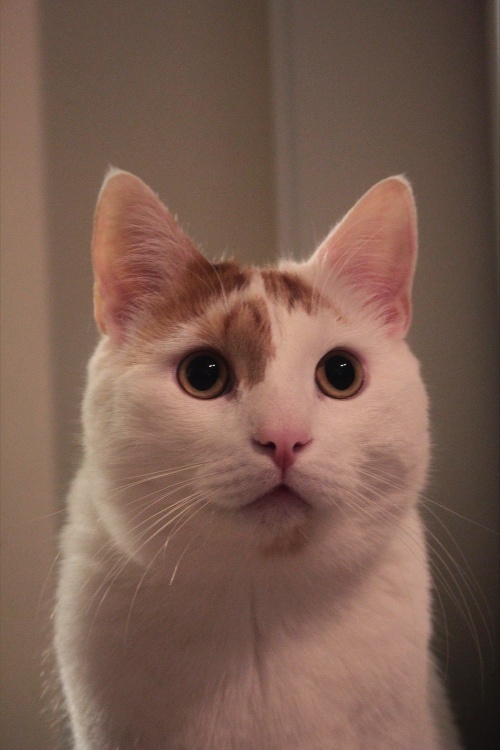 海外「日本人はネコの鳴き声を『nya』と表現するけど『meow』って鳴く 