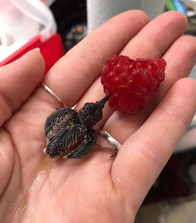 cute-tiny-finger-animals-2-5f8455920f959__700
