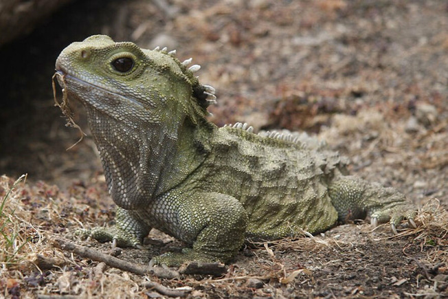 Tuatara-623539e61a5ee__880