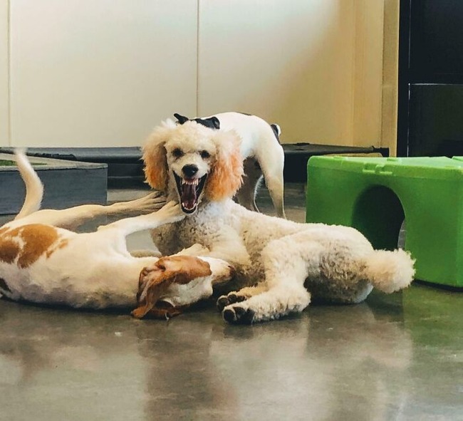 6751815d6306b_funny-weird-cryptid-dogs