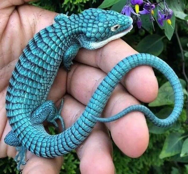 magnificent-creepy-miracles-from-natural-world