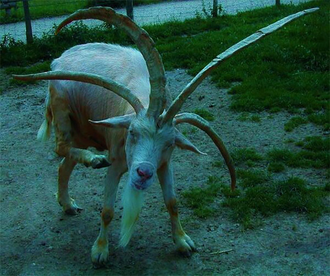 animals-with-threatening-auras-5d8b711844f5d__700