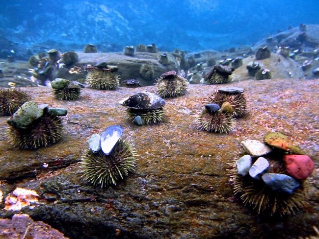 sea-urchins-tiny-hats-7-5fbba973bd5ad__700 (1)