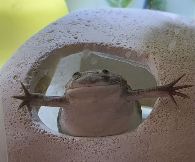 66de981285745_funny-cute-frog-pics