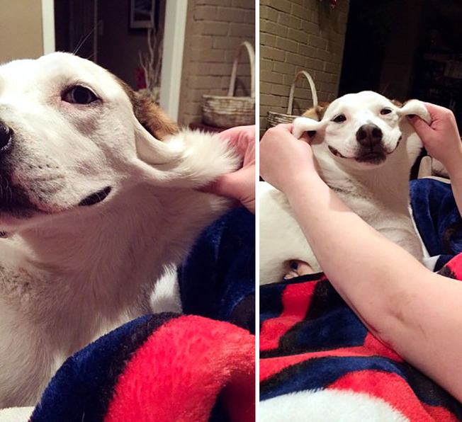 funny-dogs-extra-skin-stretchy-faces-26-5f045a200ec6e__700