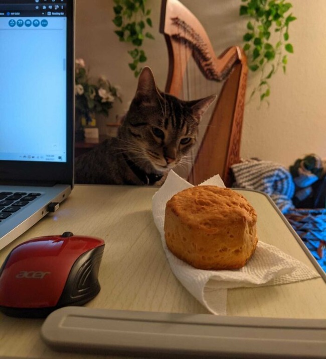 67b3454662c18_bryce-and-the-biscuit