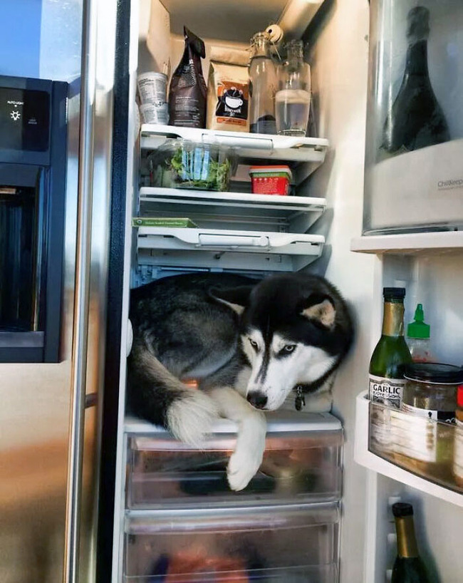 pets-escaping-summer-heat-70-64f742aba5629__700