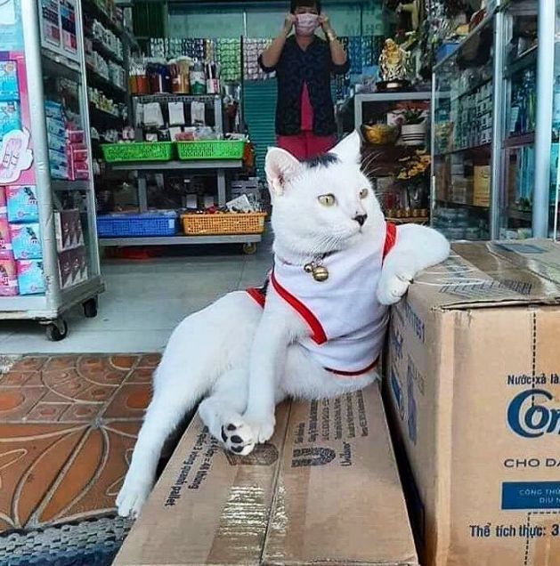 best-convenience-store-bodega-cats