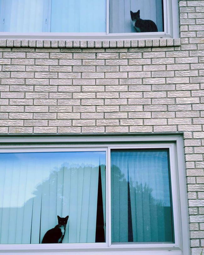 634cf0046bafb_glitch-in-the-matrix-doppelganger-animals