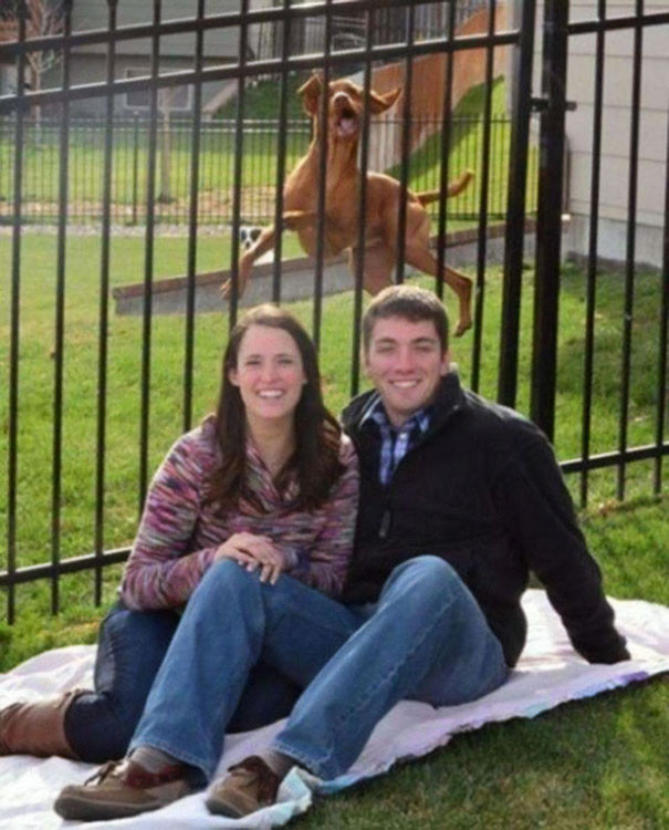 funny-pictures-background-photobomb-17-5b1f755bb479f__605
