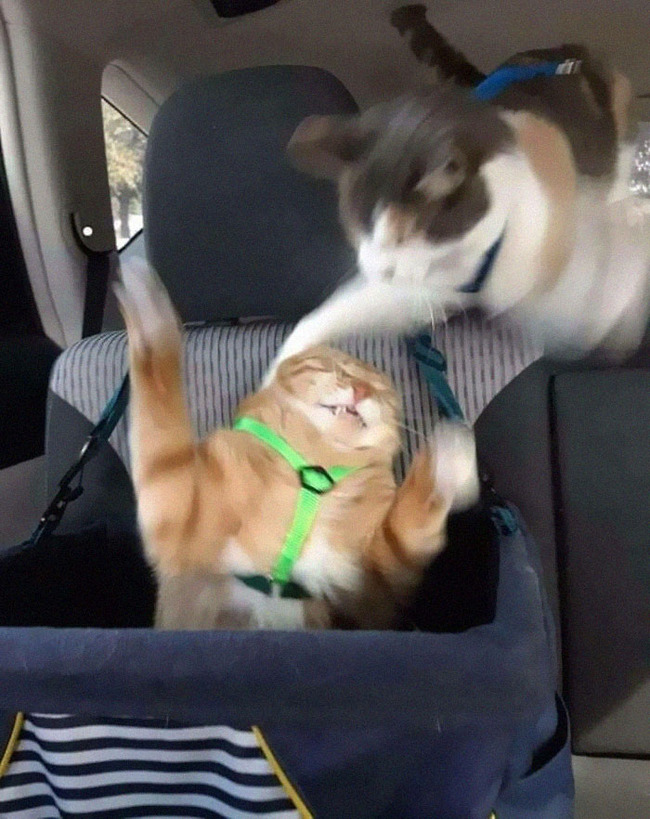 funny-blurry-pictures-of-cats-11-63ce7919b2399__700