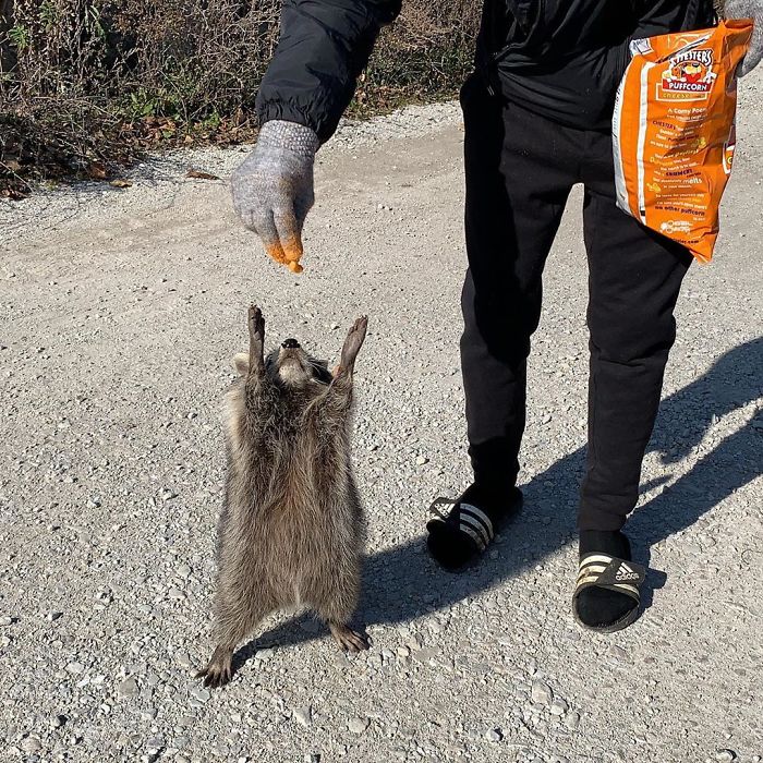 外国人 ゴミパンダ アライグマ は可愛い動物なんだと伝えたい Part2 ２ch トピックス 速報まとめたよ