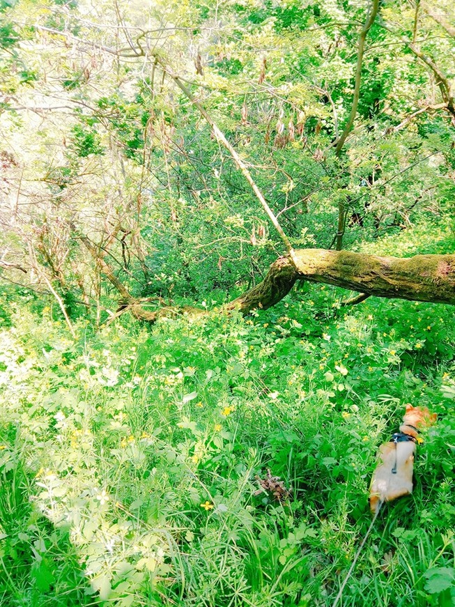 60388329_1084791461707093_2291669900604735488_n