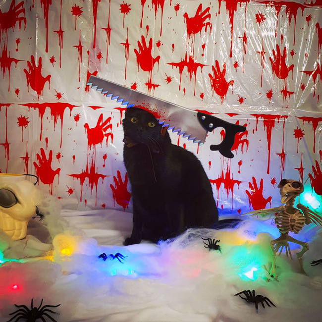 best-pet-halloween-costume-17-6717630c54e29__700