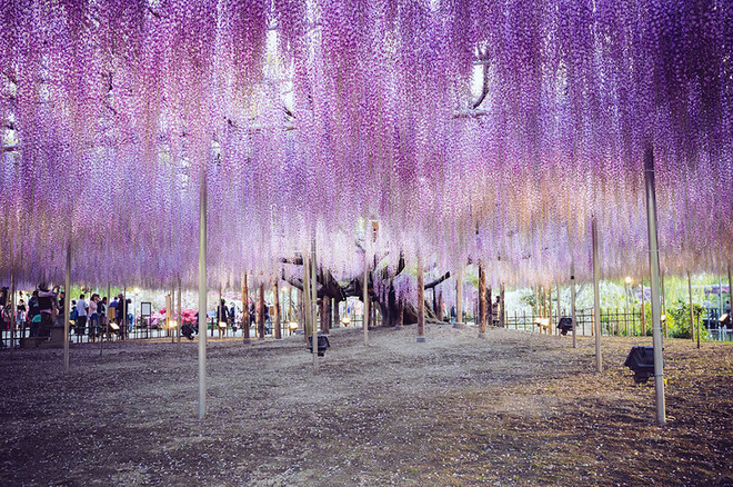 oldest-wisteria-tree-ashikaga-japan-5