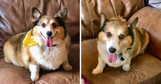 6348072345732_corgi-9