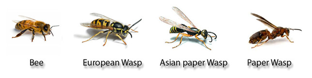 Wasp_bee_ID