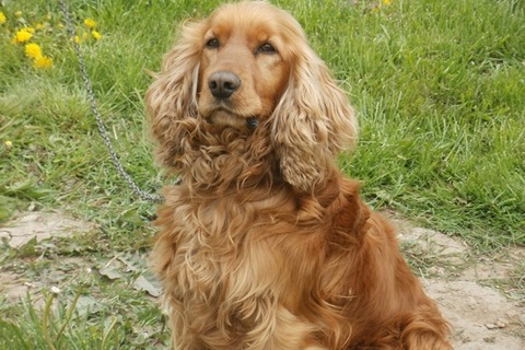 razas_perros_cocker_spaniel