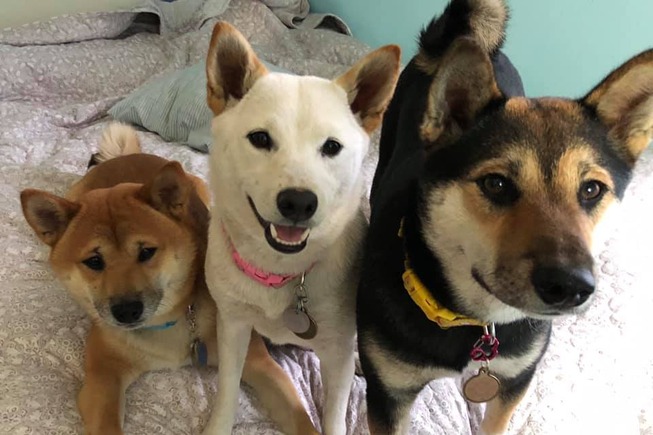 57187598_2029057403870394_2521723686306709504_n