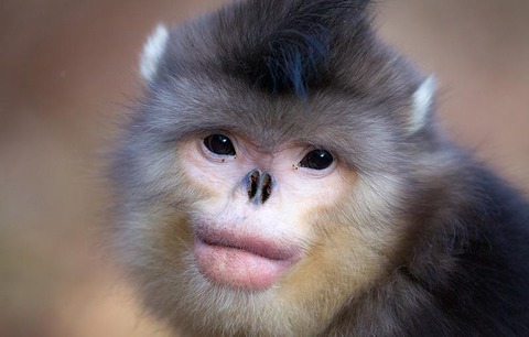 14 - Snub-Nosed Monkey