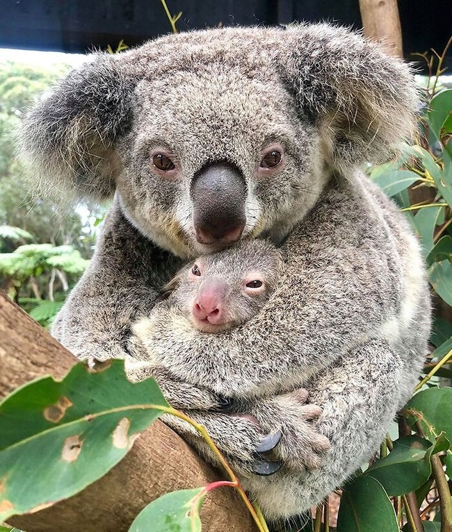 66cecf25e21f0_funny-cute-animal-parenting-pics