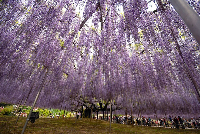 oldest-wisteria-tree-ashikaga-japan-10