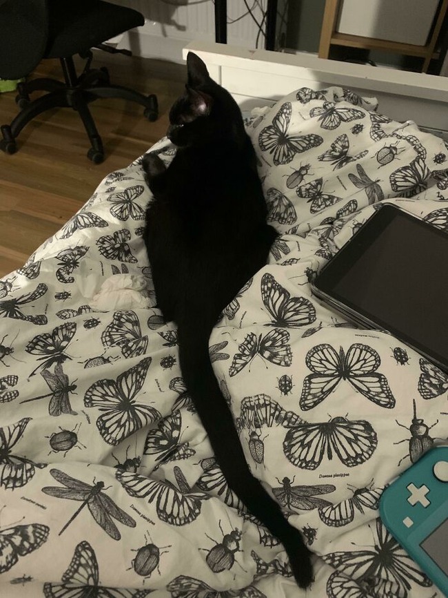 61dd7571a3bf0_0jl5zs1aczv71__700