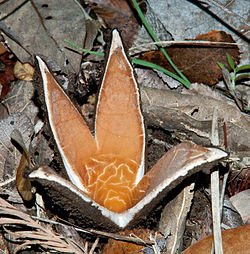 250px-Chorioactis_geaster_1