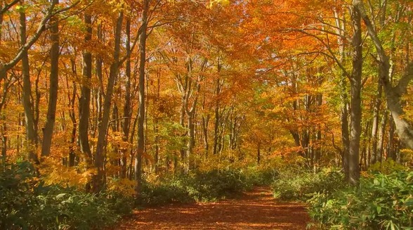 紅葉　秋　海外の反応　日本