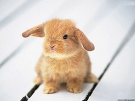 Baby_Rabbit_Wallpaper_1my9