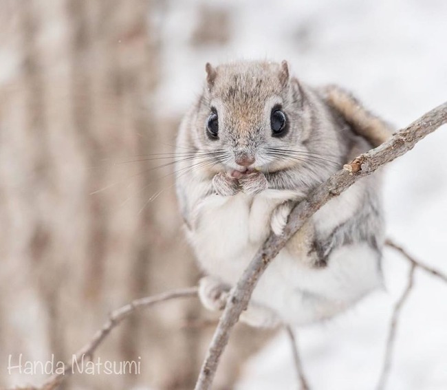 pokemon-japanese-flying-squirrels