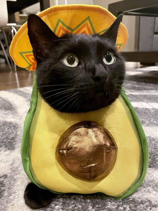 best-pet-halloween-costumes-4-67164c15a948e__700