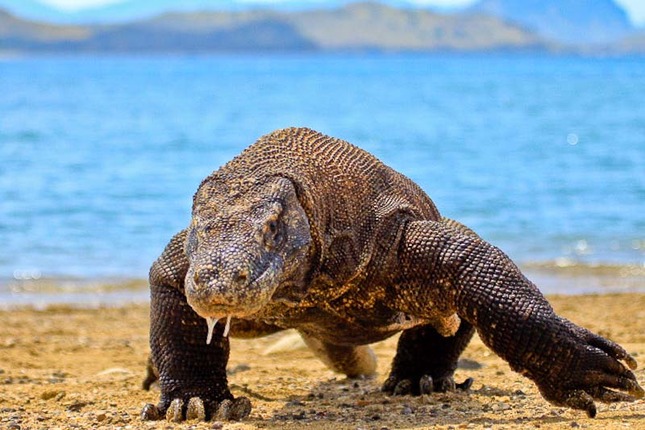 Komodo-Dragon