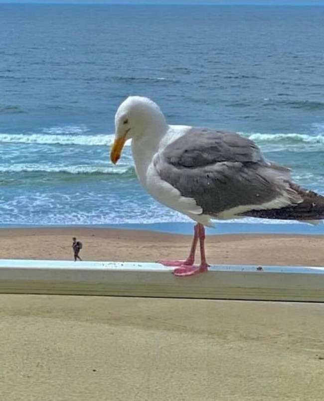 accidental-optical-illusions-pics-674453fc3c313__700