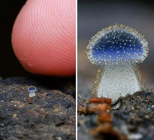 67376b8181d26_tiny-miniature-things
