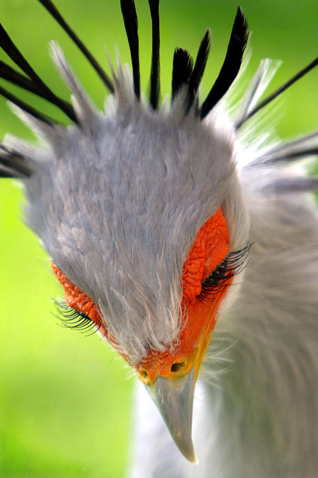 beautiful-unique-birds-10-5ebd2fd2ccd1e__700