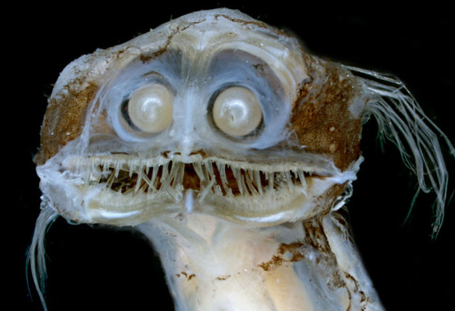 scary-ocean-photos-9-65646c1f021ec__700 (1)