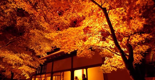 紅葉　秋　海外の反応　日本