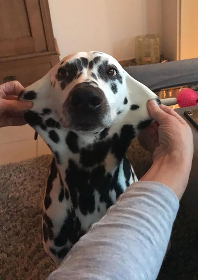 funny-dogs-extra-skin-stretchy-faces-46-5f056bc22d3f2__700