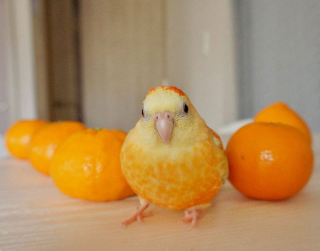 animals-look-like-food-27-65d74239cc4b2__700