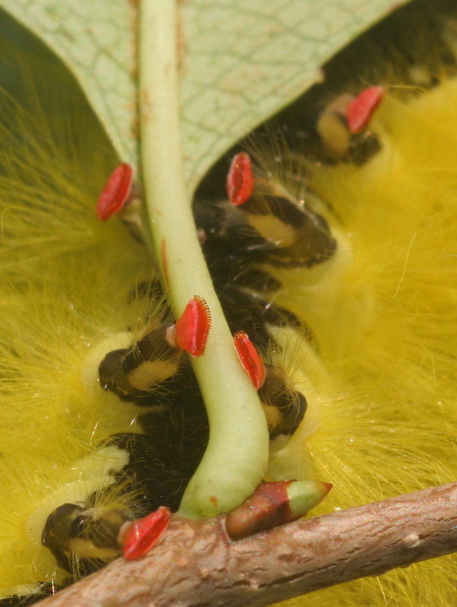 caterpillar-feet-27-5ef0a4c8e23eb__700