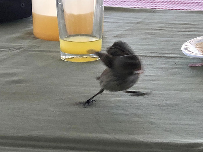 funny-candid-bird-photography-6346b5ad9eb9b__700