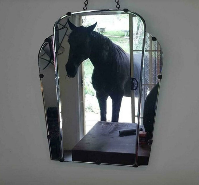 funny-people-selling-mirrors-20-624c0f53ec781__700